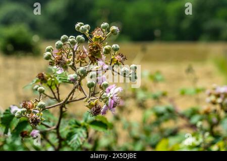 Bourgeons et fleurs de mûres sauvages, Rubus fruticosus Banque D'Images