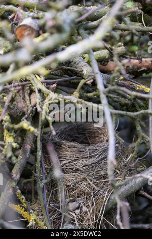 Vogelnest, Nest, Napfnest in einem Reisighaufen, Ästehaufen, Totholz, Schnittgut aus Ästen und Zweigen wird auf einen Haufen gelegt und dient als Lebe Banque D'Images