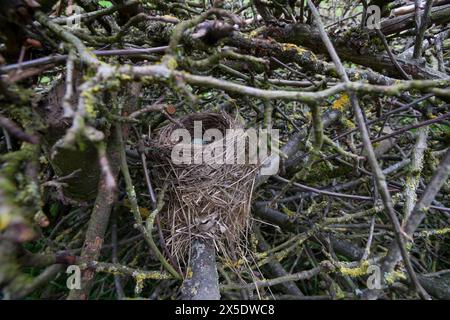 Vogelnest, Nest, Napfnest in einem Reisighaufen, Ästehaufen, Totholz, Schnittgut aus Ästen und Zweigen wird auf einen Haufen gelegt und dient als Lebe Banque D'Images