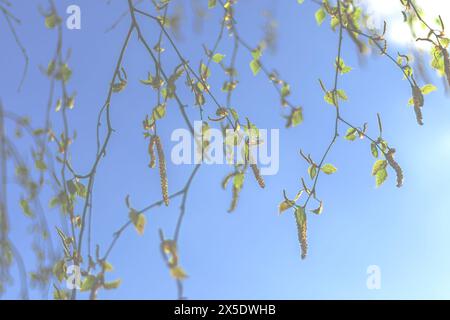 Fond flou avec des brindilles de bouleau, boucles d'oreilles et premières feuilles contre le ciel bleu. Ambiance printanière. Banque D'Images