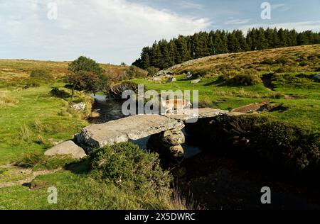 Teign e ver, Teign-e-ver, ancien pont en pierre battant sur le tronçon supérieur de North Teign River. Scorhill, Shovel Down près de Chagford, Dartmoor, Devon Banque D'Images