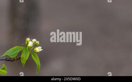 Bannière avec des bourgeons de pommier en fleurs. Ambiance printanière. Fond sombre. Contrastes. Copier l'espace, placer pour le texte. Banque D'Images
