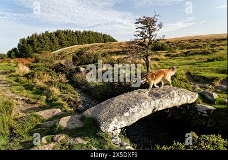 Walla Brook ancien pont de pierre battant à Scorhill, Shovel Down, Dartmoor National Park, près de Chagford, Devon, Angleterre Banque D'Images