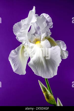 Belle immortalité de l'iris blanc fleuri sur un fond violet. Gros plan de la tête de fleur. Banque D'Images