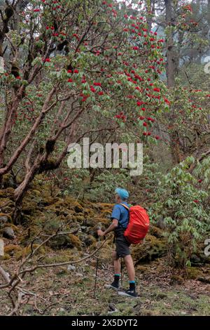 Trekking à travers une forêt de rhododendrons sur le chemin du camp de base de Kangchanjunga, Yamphuddin, Népal Banque D'Images