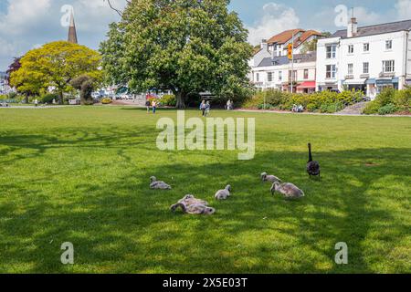 Centre ville de Dawlish avec le Strand et le parc. Avec un cygne femelle noir et ses six signets sur le vert. Devon, Angleterre. ROYAUME-UNI. Banque D'Images