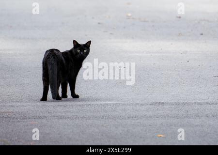 Chat noir marchant sur une route asphaltée et regardant la caméra Banque D'Images