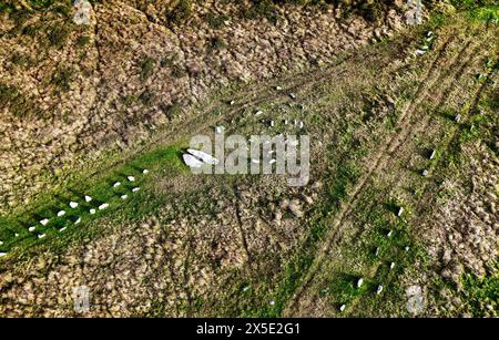 Pelle vers le bas du complexe préhistorique de rangées de pierres, Dartmoor, Devon, Royaume-Uni. Probablement l'âge du bronze. Le cercle quadruple avec rangée 2 à gauche et rangée 4 à droite. Antenne Banque D'Images