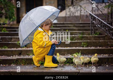 Mignon petit écolier, jouant avec peu de gosling dans le parc un jour de pluie, printemps Banque D'Images