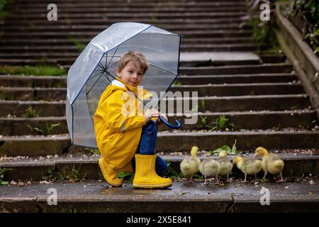 Mignon petit écolier, jouant avec peu de gosling dans le parc un jour de pluie, printemps Banque D'Images