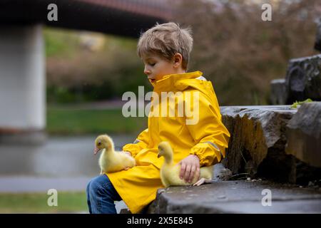 Mignon petit écolier, jouant avec peu de gosling dans le parc un jour de pluie, printemps Banque D'Images