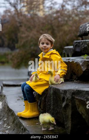 Mignon petit écolier, jouant avec peu de gosling dans le parc un jour de pluie, printemps Banque D'Images