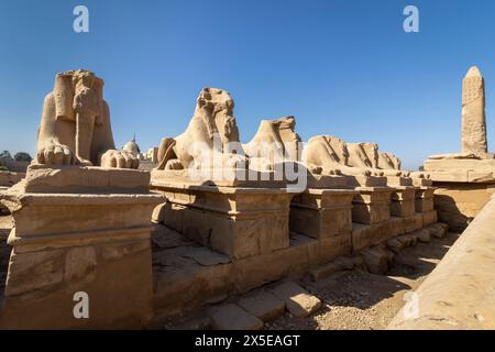 Les béliers dirigent les Sphinx sur la Kings festivités Road, ou Rams Road, entre les temples de Karnak et de Louxor, à 2,7 km. Egypte, Afrique. Banque D'Images