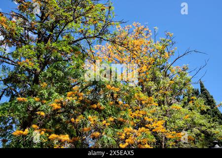 Grevillea robusta ou chêne soyeux australien. Jardin botanique Molino de Inca. Torremolinos, Sud de l'Espagne. Banque D'Images