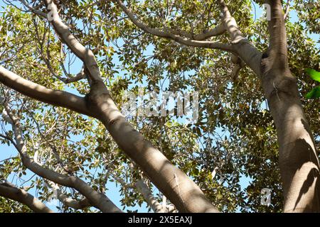 Ficus rubiginosa, la figue rouillée ou la figue Port Jackson. Au jardin botanique Molino de Inca à Torremolinos, dans le sud de l'Espagne. Banque D'Images