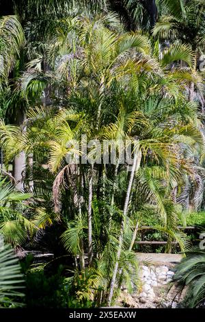 Palmier Areca (Dypsis lutescens) au jardin botanique Molino de Inca. Torremolinos, Sud de l'Espagne. Banque D'Images