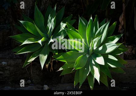 L'agave attenuata, communément appelé agave à queue de poisson ou agave à queue de lion ou agave à col de cygne, est une espèce de plante à fleurs de la famille des Asparagaceae Banque D'Images