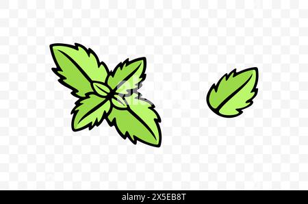 Menthe et menthe verte, herbe, feuilles de menthe, graphisme. Épice, menthol, menthe poivrée, feuille et feuilles, conception vectorielle et illustration Illustration de Vecteur
