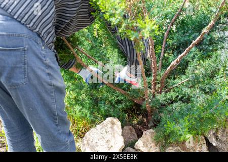 le jardinier élage les arbres ornementaux. Formation du genévrier cosaque. Banque D'Images