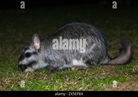 Vizcacha , Lagostomus maximus, Parc national d'El Palmar , Province d'entre Rios, Argentine Banque D'Images