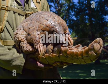 Harare, Zimbabwe. 03 mai 2024. Un pangolin du Cap, également connu sous le nom de pangolin de Temminck (latin : Smutsia temminckii), nommé Marimba dans les bras de son soignant au sanctuaire sauvage et centre de réhabilitation Wild Is Life au Zimbabwe. Les pangolins sont les animaux les plus victimes du trafic dans le monde, principalement en raison de la médecine traditionnelle et de la viande de brousse, et leur nombre dans la nature est inconnu. Crédit : SOPA images Limited/Alamy Live News Banque D'Images