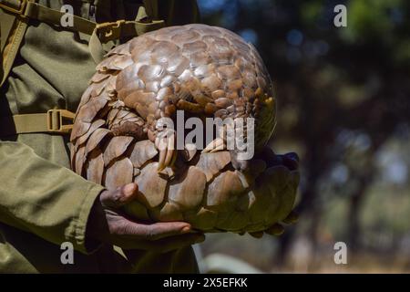 Harare, Zimbabwe. 03 mai 2024. Un pangolin du Cap, également connu sous le nom de pangolin de Temminck (latin : Smutsia temminckii), nommé Marimba dans les bras de son soignant au sanctuaire sauvage et centre de réhabilitation Wild Is Life au Zimbabwe. Les pangolins sont les animaux les plus victimes du trafic dans le monde, principalement en raison de la médecine traditionnelle et de la viande de brousse, et leur nombre dans la nature est inconnu. Crédit : SOPA images Limited/Alamy Live News Banque D'Images