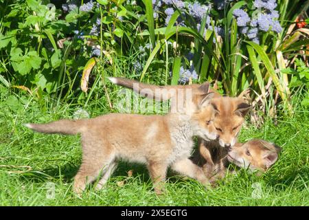 Météo britannique, 8 mai 2024, Londres : une portée de petits renards jouent au combat sous le soleil chaud de l'après-midi dans un jardin à Clapham. Les prévisions météorologiques sont pour les températures dans les basses 20s pour les prochains jours. Crédit : Anna Watson/Alamy Live News Banque D'Images