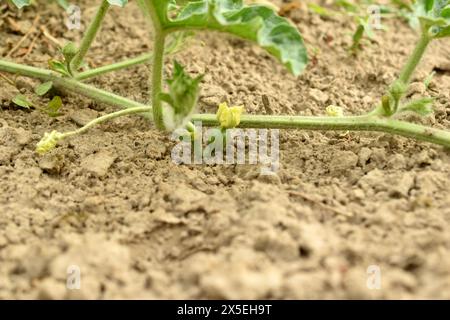 Gros plan d'une vigne de melon d'eau individuelle portant un fruit de pastèque. Banque D'Images