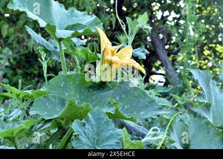 Une fleur de citrouille jaune est visible entre les larges feuilles. Banque D'Images