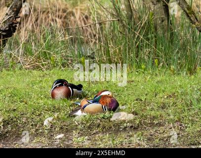 Mâle Mandarain Duck, Aix galericulata et Wood Duck, Aix sponsa sur la rivière Brathay à Ambleside, Lake District, Royaume-Uni. Banque D'Images