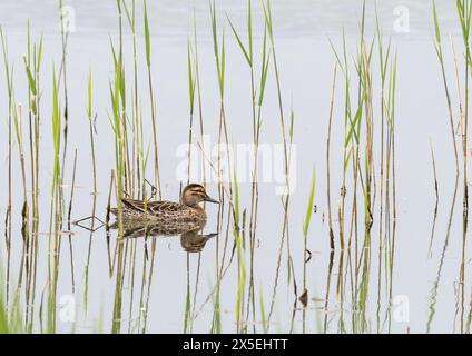 Une femme Garganey, Spatula querquedula sur Brigsteer wtlands, Lyth Valley, Cumbria, Royaume-Uni Banque D'Images