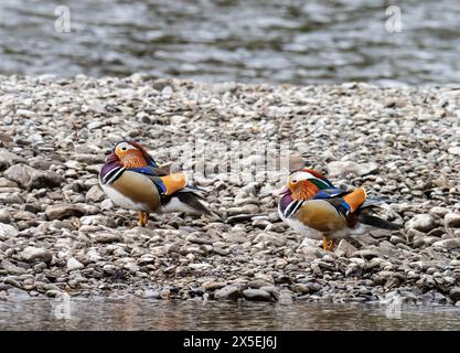 Mâle Mandarain Duck, Aix galericulata sur la rivière Brathay à Ambleside, Lake District, Royaume-Uni. Banque D'Images
