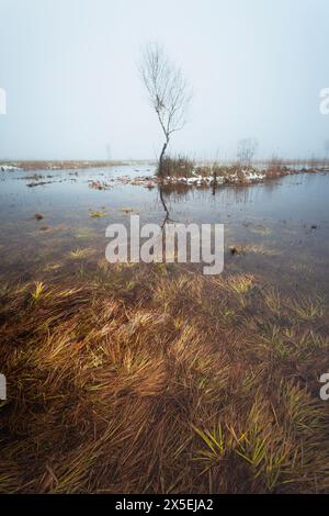 Un arbre solitaire sans feuilles poussant dans l'eau dans un marais, Nowiny, Pologne Banque D'Images