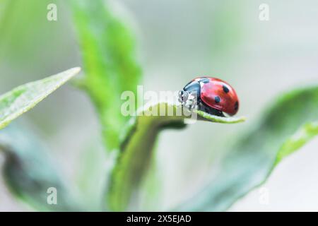 Portrait rapproché d'une petite coccinelle rouge et noire avec des taches noires ou des coccinellidae assis sur le bout d'un brin d'herbe. Le petit insecte est le séarc Banque D'Images