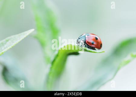 Portrait macro d'une petite coccinelle rouge et noire avec des taches noires ou coccinellidae assis sur le bout d'un brin d'herbe. Le minuscule insecte est searchi Banque D'Images