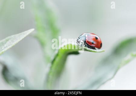 Portrait rapproché d'une petite coccinelle rouge et noire avec des taches noires ou des coccinellidae assis sur le bout d'un brin d'herbe. Le petit insecte est la mer Banque D'Images