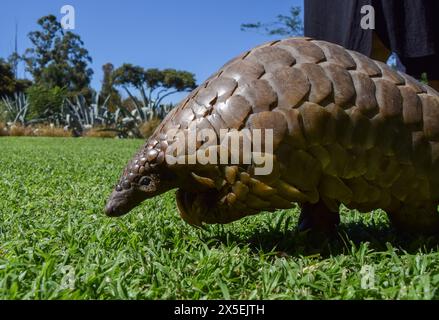 Zimbabwe. 3 mai 2024. Un pangolin du Cap, également connu sous le nom de pangolin de Temminck (latin : Smutsia temminckii), dans un sanctuaire de faune sauvage au Zimbabwe. Les pangolins sont les animaux les plus victimes du trafic dans le monde, principalement en raison de la médecine traditionnelle et de la viande de brousse, et leur nombre dans la nature est inconnu. (Crédit image : © Vuk Valcic/SOPA images via ZUMA Press Wire) USAGE ÉDITORIAL SEULEMENT! Non destiné à UN USAGE commercial ! Banque D'Images