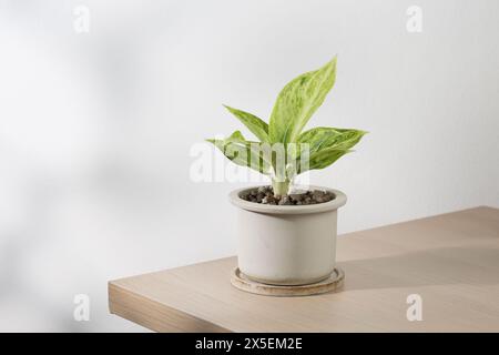 Aglaonema sp. Le «Rapngoenrapthong», ou l’Evergreen chinois, spécimen né de la multiplication, réside dans un pot en céramique vieillie. Sa surface de sol est sp Banque D'Images