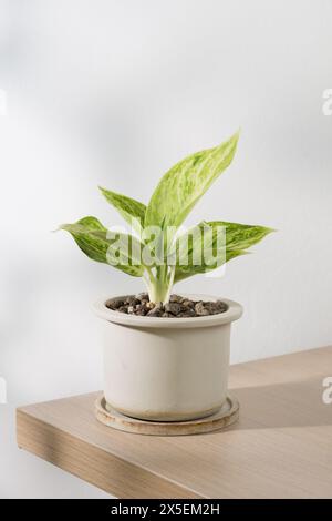 Aglaonema sp. Le «Rapngoenrapthong», ou l’Evergreen chinois, spécimen né de la multiplication, réside dans un pot en céramique vieillie. Sa surface de sol est sp Banque D'Images