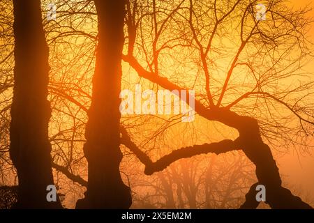 Le soleil brille à travers les branches denses des arbres, projetant des motifs complexes de lumière et d'ombre sur le sol de la forêt. Les feuilles brillent comme t Banque D'Images