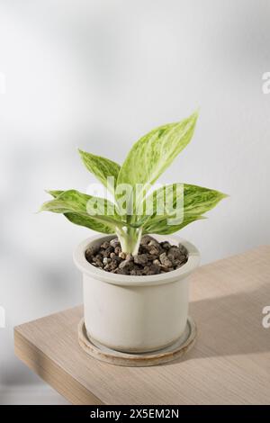 “Aglaonema sp. Le «Rapngoenrapthong», ou l’Evergreen chinois, spécimen né de la multiplication, réside dans un pot en céramique vieillie. Sa surface de sol est s Banque D'Images