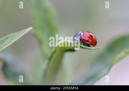 Portrait macro d'une petite coccinelle rouge et noire avec des taches noires ou coccinellidae assis sur le bout d'un brin d'herbe. Le petit insecte est la recherche Banque D'Images