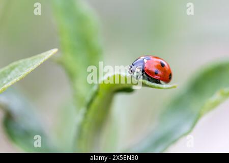 Gros plan d'une petite coccinelle rouge et noire avec des taches noires ou des coccinellidae assis sur le bout d'un brin d'herbe. Le minuscule insecte cherche et Banque D'Images