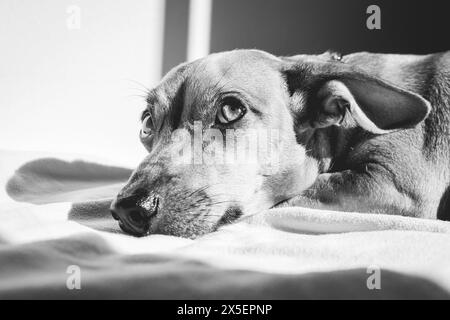 Petit chien aime la lumière du soleil en noir et blanc. Banque D'Images