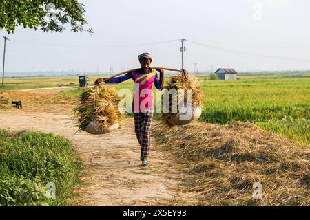 21 avril 2024-Farmer rentre chez lui après avoir coupé du paddy mûr dans les terres du Bangladesh. Banque D'Images