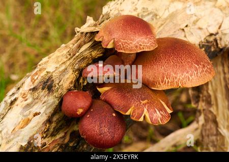 Champignons poussant sur une bûche tombée, Gymnopilus purpuratus, champignon agarique de la famille des Hymenogastracées, espèce psychoactive. Banque D'Images