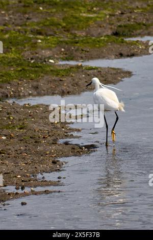 Petite aigrette (Egretta garzetta) petit héron blanc neigeux avec un bec fin et foncé, des pattes noirâtres et des pieds jaunâtres (pantoufles dorées). L'adulte en b Banque D'Images