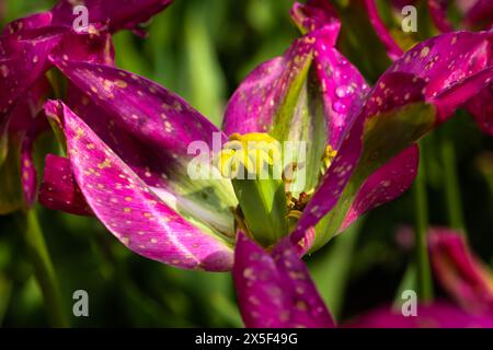 Liliaceae Tulipa viridiflora Tulip Banque D'Images