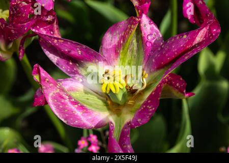 Liliaceae Tulipa viridiflora Tulip dans le jardin botanique, nature Banque D'Images