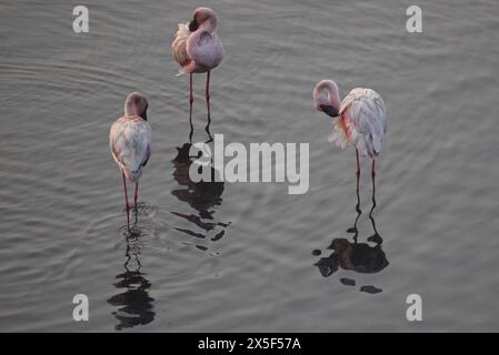 Un groupe de petits flamants roses sont vus debout dans les eaux peu profondes de la crique de mer Banque D'Images